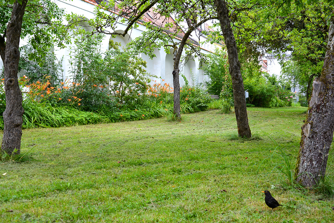 amtsgerichtsgarten-freising-amsel-juli-2019.jpg